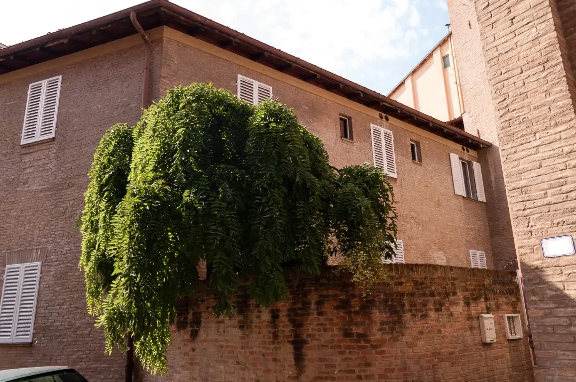 The brick building on Via Vallescura, with the hanging plant over the boundary wall
